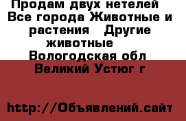 Продам двух нетелей - Все города Животные и растения » Другие животные   . Вологодская обл.,Великий Устюг г.